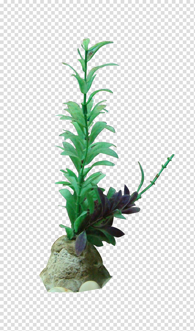 Seaweed Gratis, Grass transparent background PNG clipart