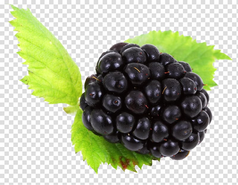 Blackberry , Blackberry transparent background PNG clipart