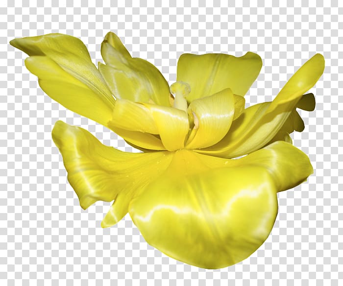 Petal Cut flowers Herbaceous plant, spring yellow canola flower transparent background PNG clipart