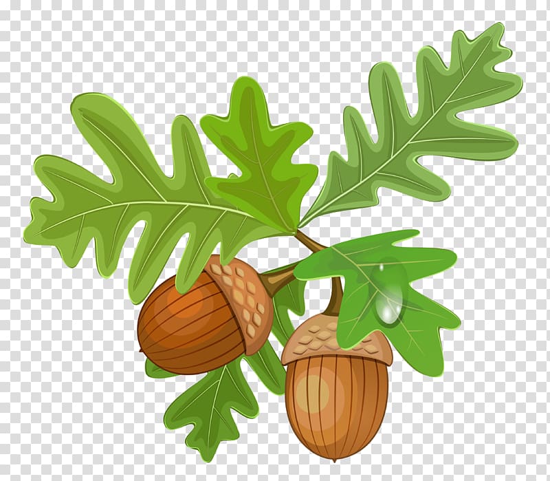 two acorns illustration, Acorn , Leaves with Acorns transparent background PNG clipart