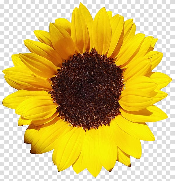 illustration of sunflower, Common sunflower Pixel XCF, Sunflower transparent background PNG clipart