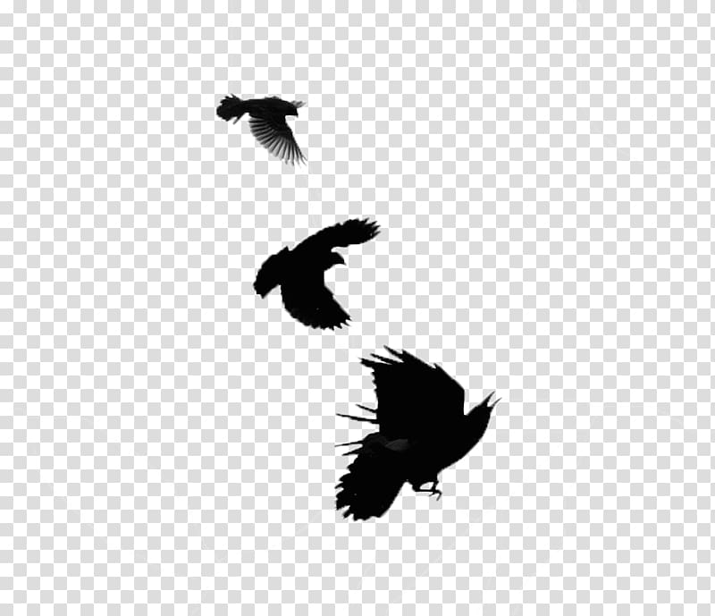 Common blackbird Crows Bald Eagle Red-winged blackbird, black transparent background PNG clipart