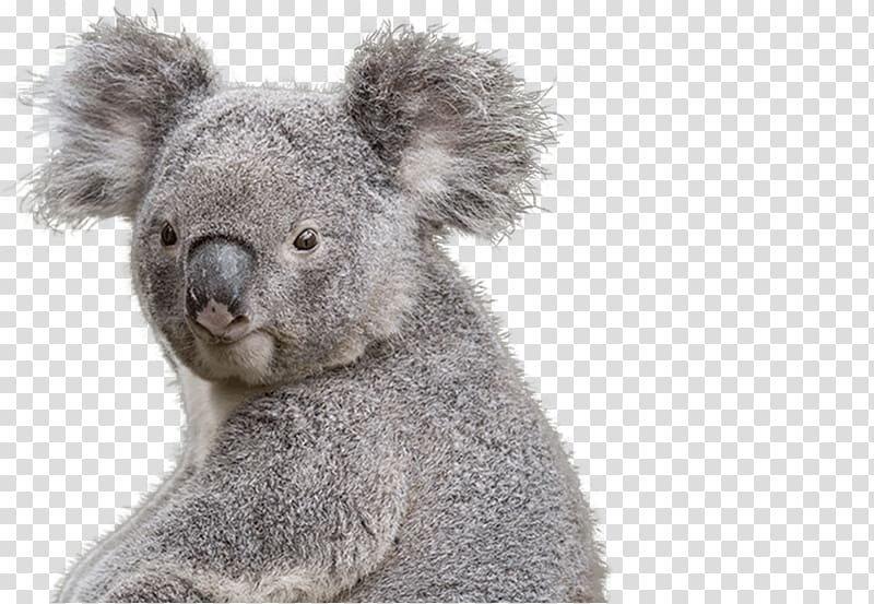 National Zoo & Aquarium Koala Bear Marsupial, koala transparent background PNG clipart