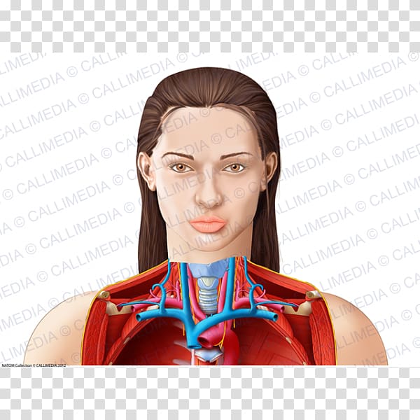 Human Anatomy & Physiology Muscle Chin, Head and neck transparent background PNG clipart