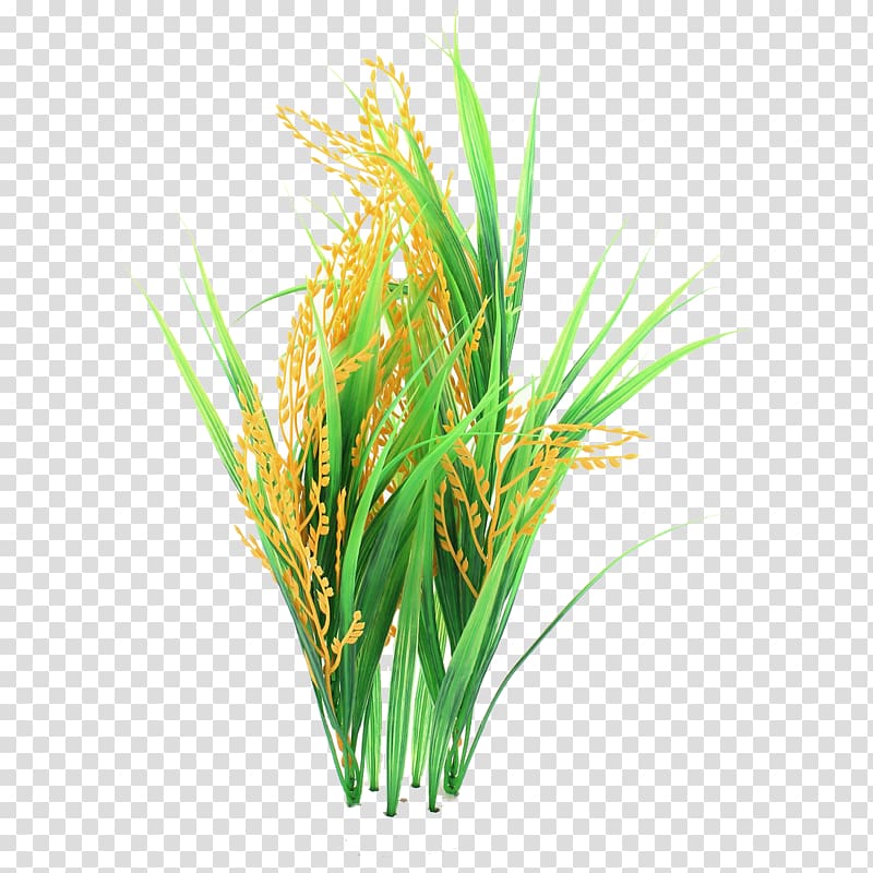 rice field , Rice cake Rice pudding , Rice transparent background PNG clipart