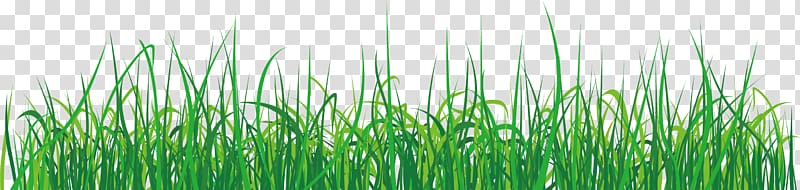 The Championships, Wimbledon , Grass elements transparent background PNG clipart