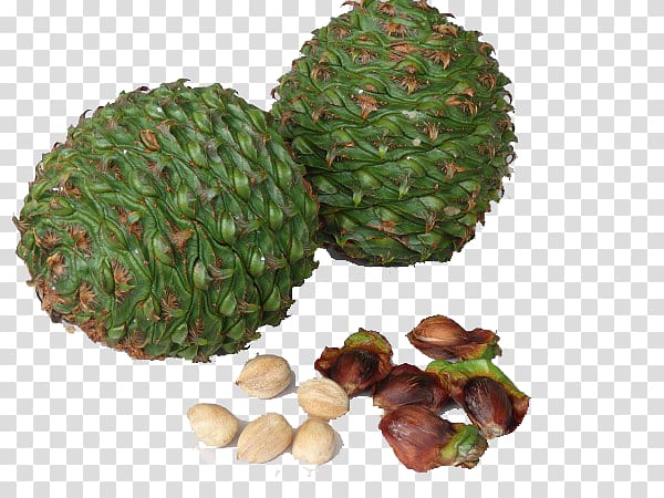 Bunya Pine Conifer cone Pine nut Tree, tree nuts edible transparent background PNG clipart