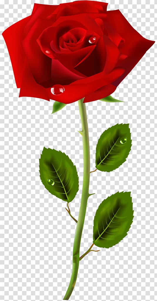 Rose , rose transparent background PNG clipart | HiClipart
