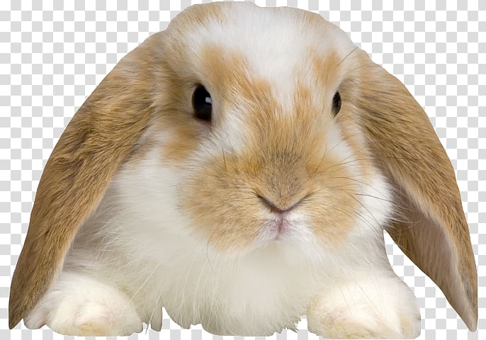 Holland Lop English Lop Domestic rabbit Morkie, bunny baby transparent background PNG clipart