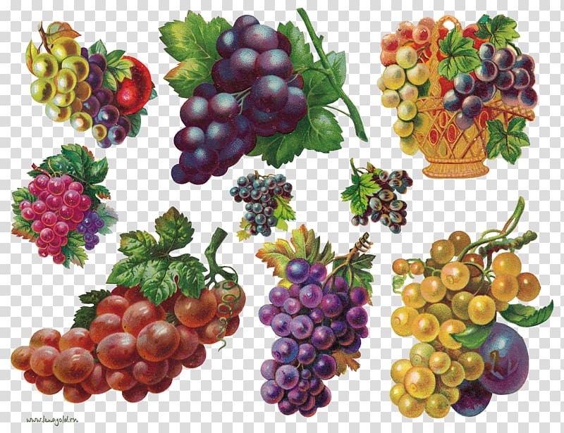 Fruit Auglis Painting , Grapes transparent background PNG clipart