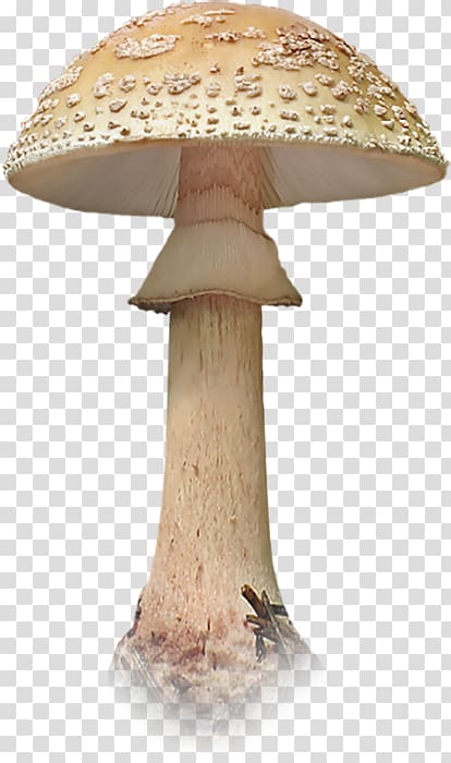 Edible mushroom Fungus , mushroom transparent background PNG clipart