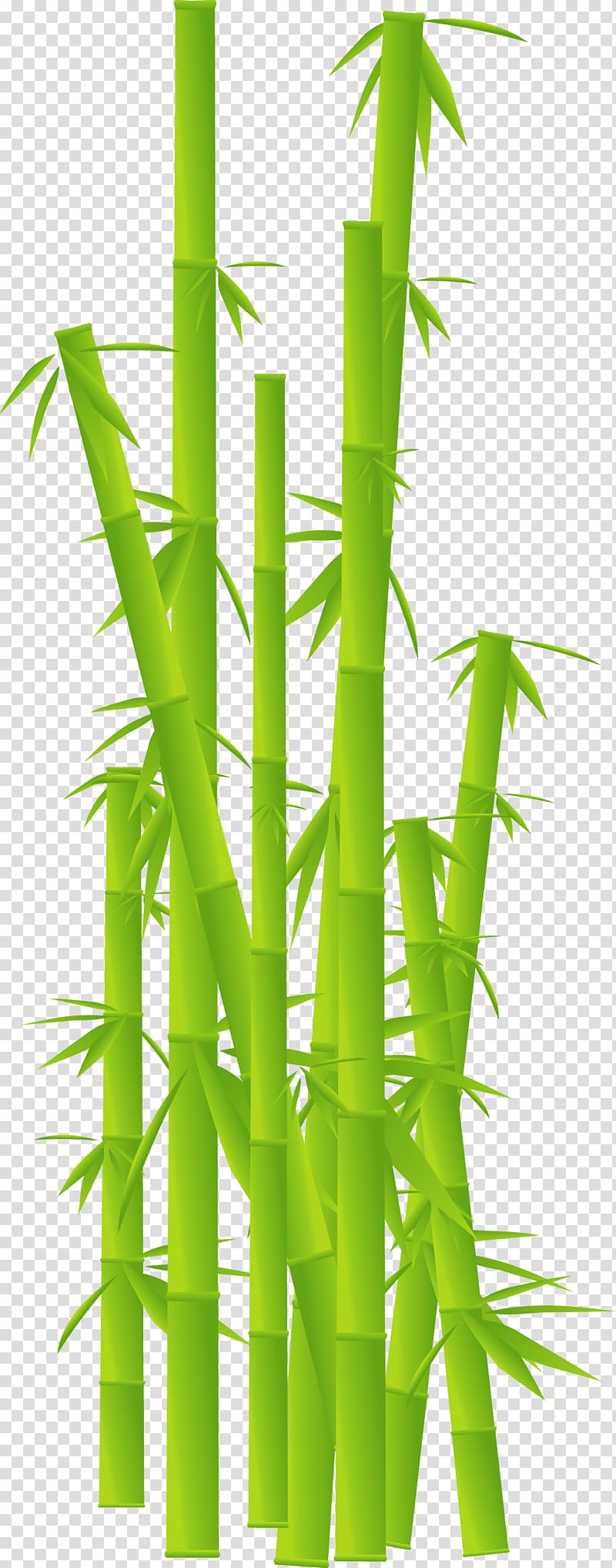 Tropical woody bamboos Plant stem , Leaf transparent background PNG clipart