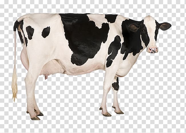 Holstein Friesian cattle Jersey cattle Dairy farming Dairy cattle, farming transparent background PNG clipart