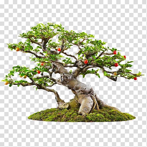 Banyan Bonsai Tree Garden, bonsai transparent background PNG clipart