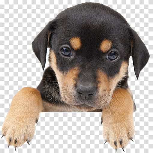 short-coated black and tan puppy, Labrador Retriever Havanese dog Puppy mill Kitten, Cute dog transparent background PNG clipart