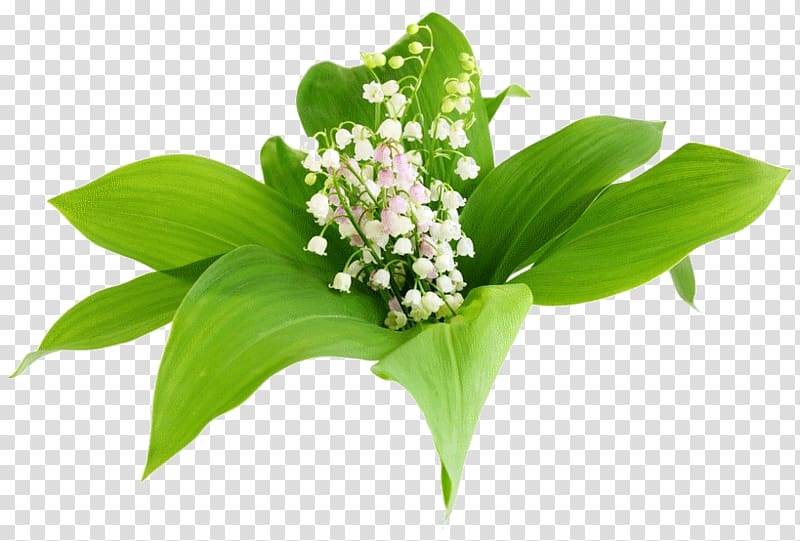 Flower Lily of the valley Lilium , flower transparent background PNG clipart