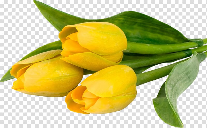 Tulip Yellow Zheltie tyul\'pany Flower Color, 0 2 1 transparent background PNG clipart