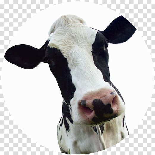 Dairy cattle Calf Milk Dairy farming Dairy Products, milk transparent background PNG clipart