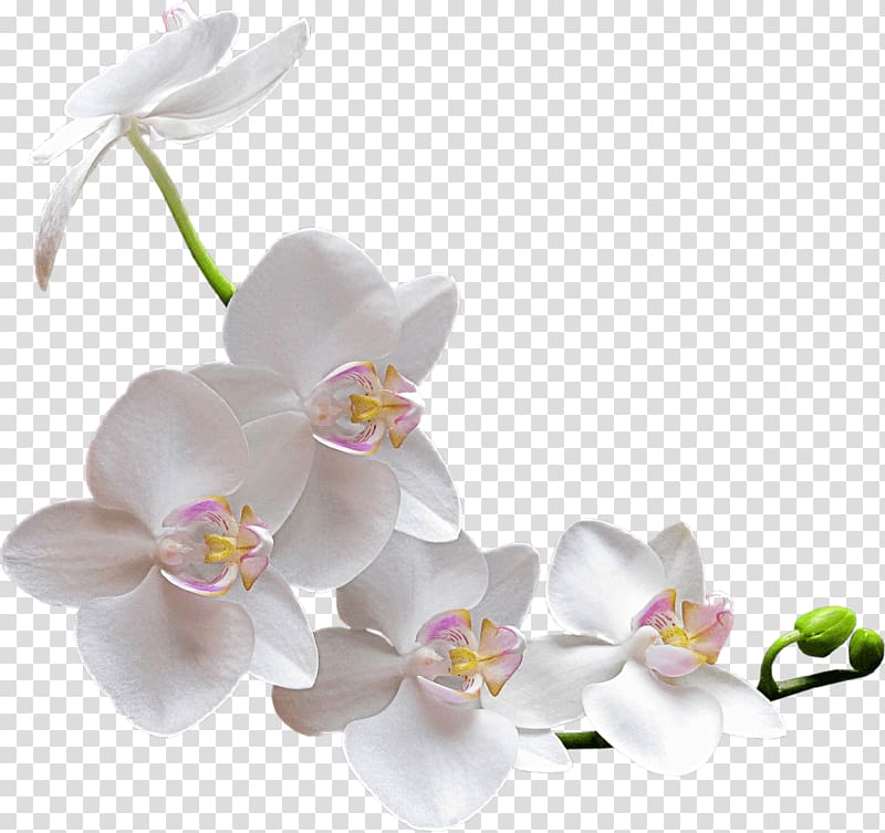 white flowers, White Orchid transparent background PNG clipart