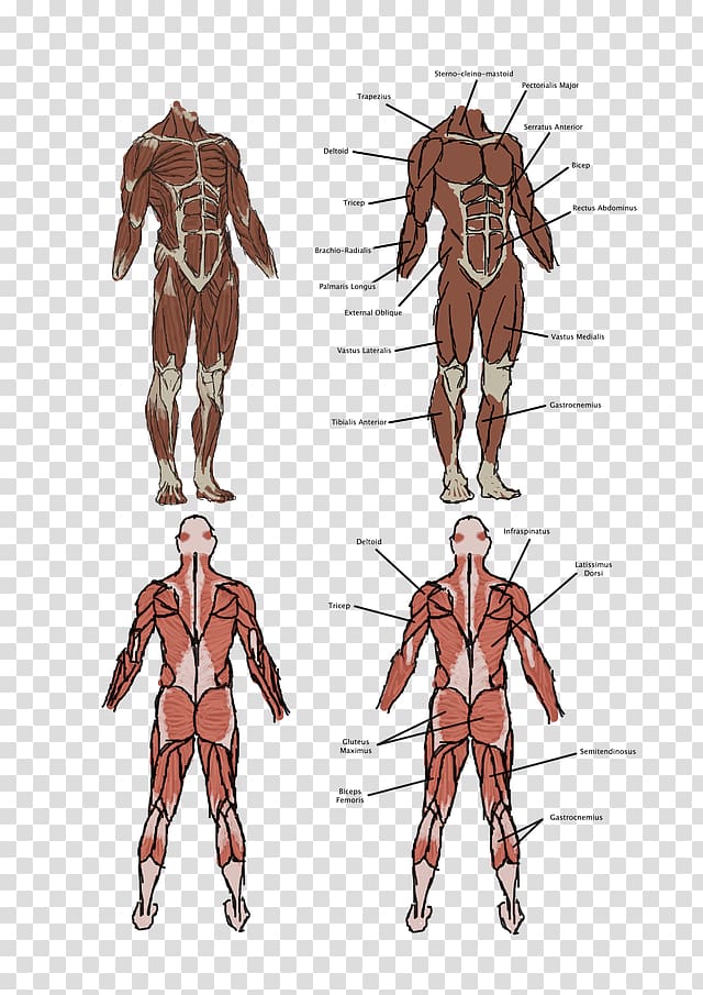 Vitruvian Man Homo sapiens Muscle Human body Anatomy, Anatomy Muscle transparent background PNG clipart