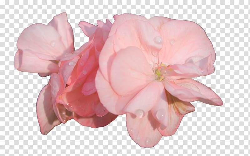 Garden roses Cut flowers Pink, rose transparent background PNG clipart