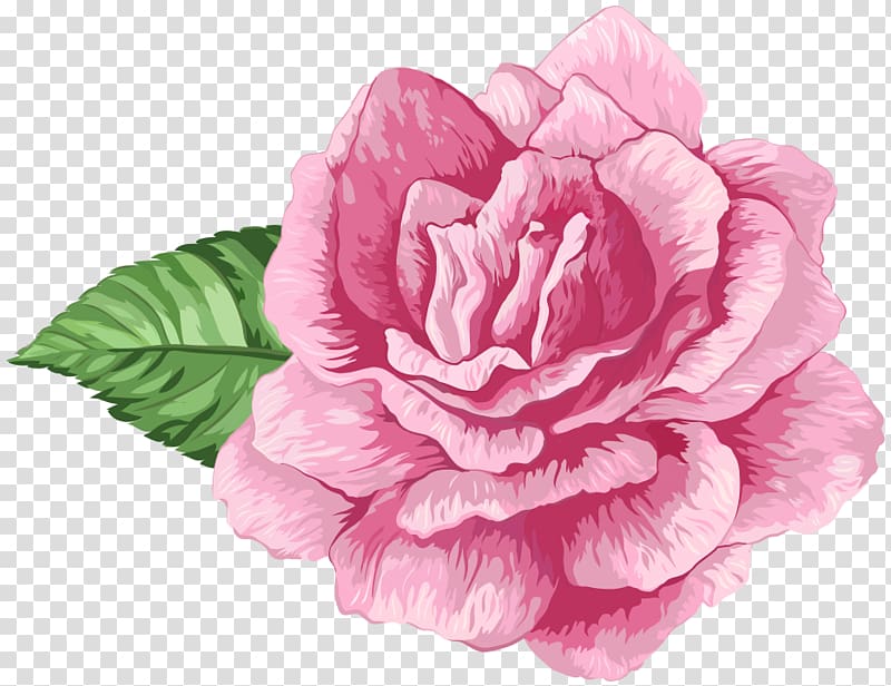 Cabbage rose Garden roses , flores cor de rosa transparent background PNG clipart