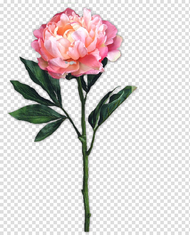 Garden roses Cut flowers Centifolia roses Floribunda, flower transparent background PNG clipart