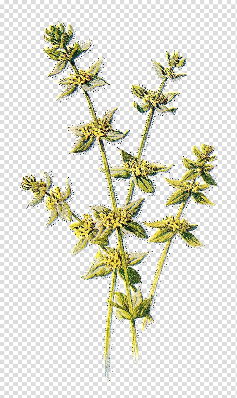 Wildflower Cruciata laevipes Yellow , wild flowers transparent background PNG clipart