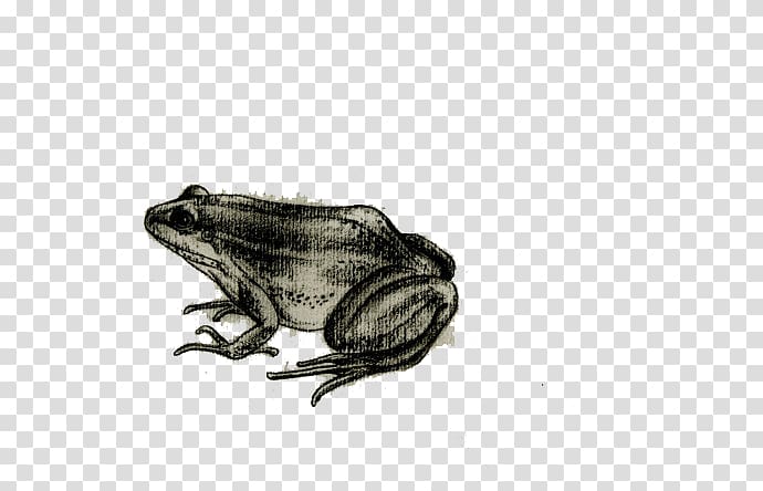 Frog Toad Drawing, Painted frog transparent background PNG clipart