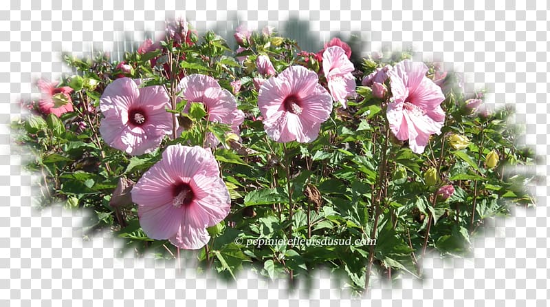 Flower Mallows Hibiscus moscheutos Common Hibiscus Hibiscus coccineus, hibiscus transparent background PNG clipart
