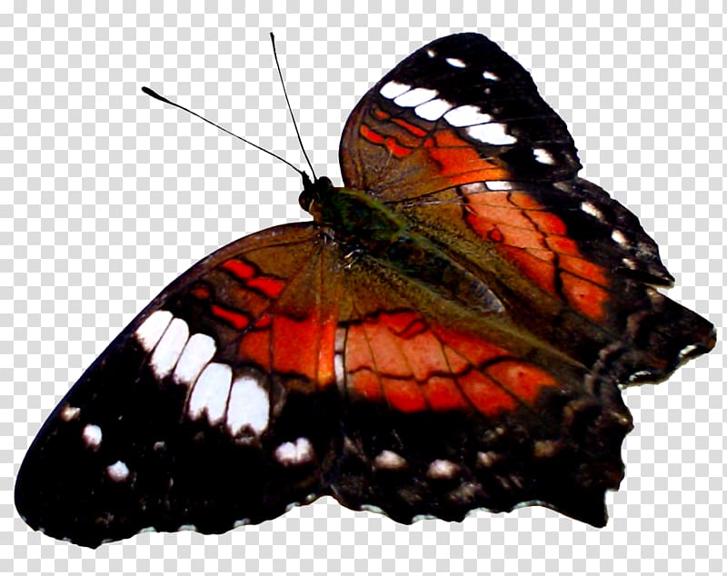 butterfly transparent background PNG clipart