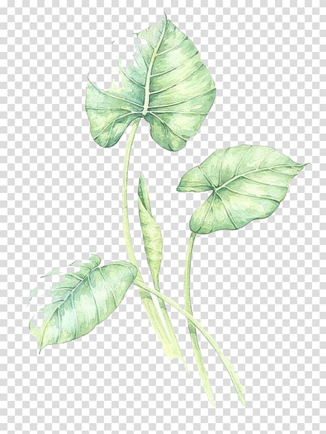 Watercolor green leaves, three green leaves transparent background PNG clipart