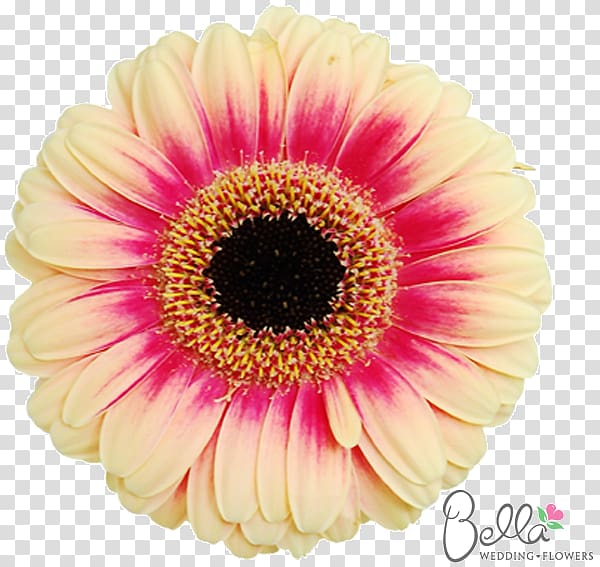 Transvaal daisy Flower bouquet Cut flowers Common daisy, daisy wedding transparent background PNG clipart