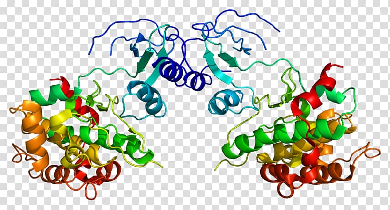 PAK4 Protein Gene Exon Integrin, others transparent background PNG clipart