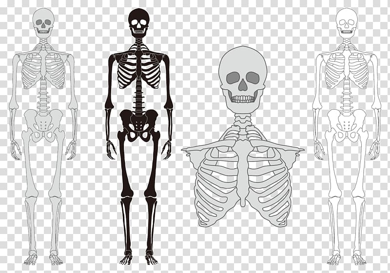 Human skeleton Bone Vertebral column, Human Body Model transparent background PNG clipart