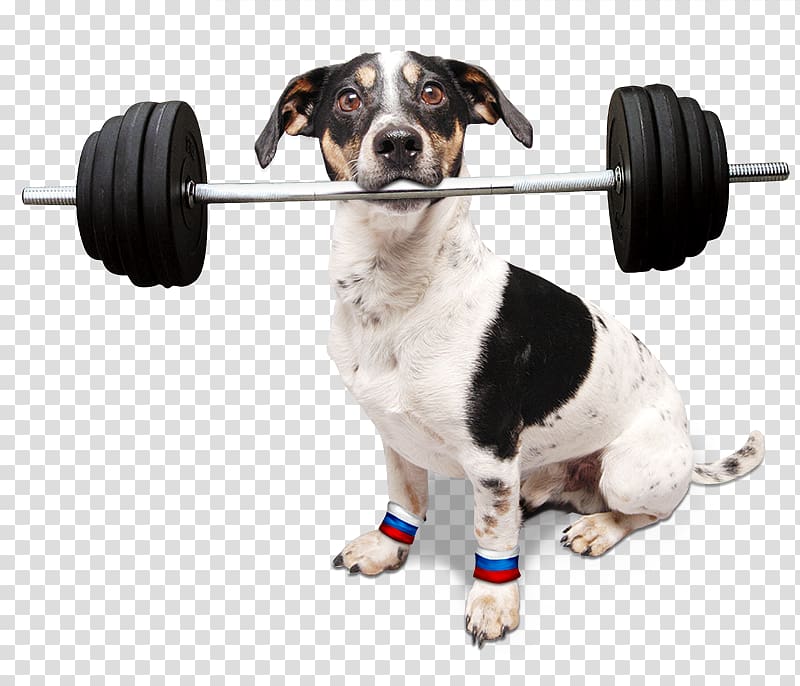 Seznam.cz Dog breed Jack Russell Terrier Televize Seznam Dachshund, pes transparent background PNG clipart