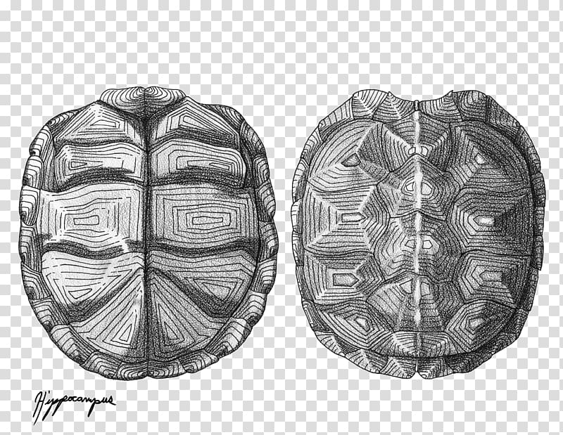 Turtle shell Drawing Eastern box turtle, turtle transparent background PNG clipart