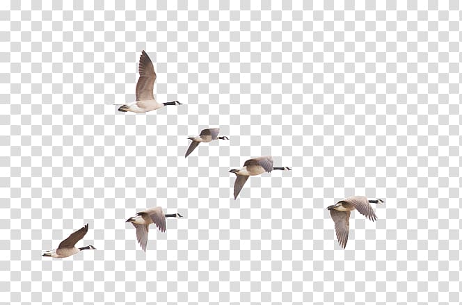Bird migration Canada Goose, goose transparent background PNG clipart
