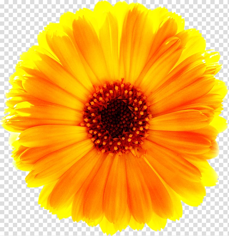 Yellow Common daisy Flower, Marigold Free transparent background PNG clipart