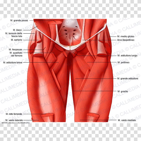 Abdomen Human body Rectus abdominis muscle Thigh, chinese arch transparent background PNG clipart