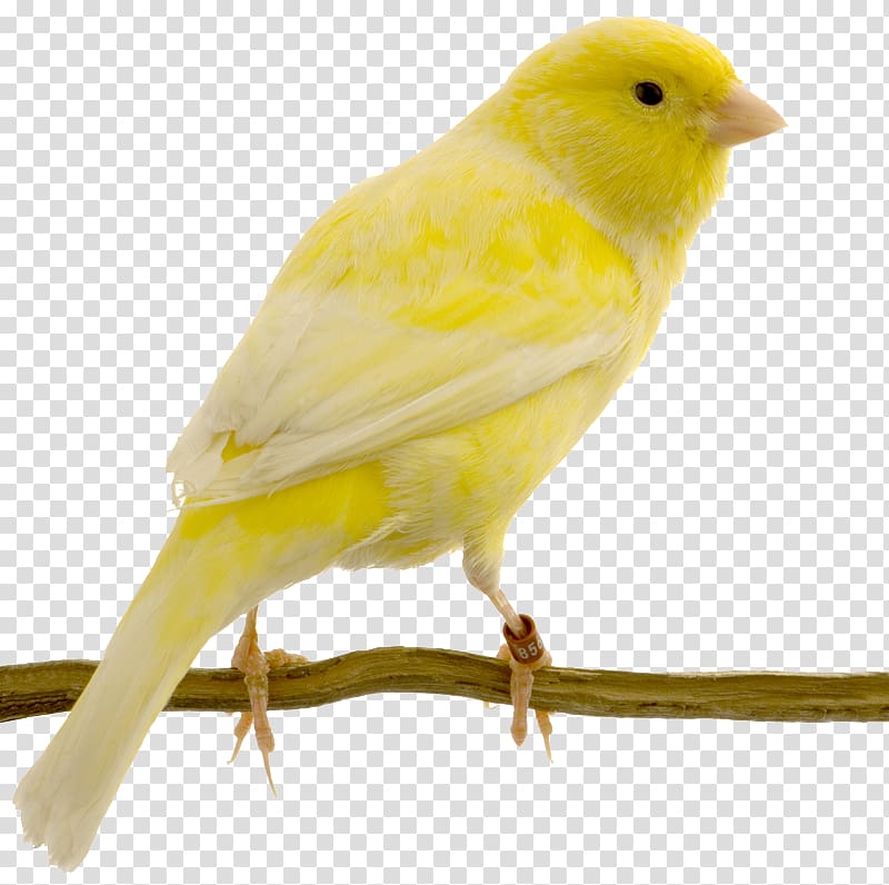yellow bird , Red factor canary Yellow canary Bird Swallow Columbidae, flock of birds transparent background PNG clipart