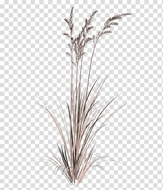 straw transparent background PNG clipart