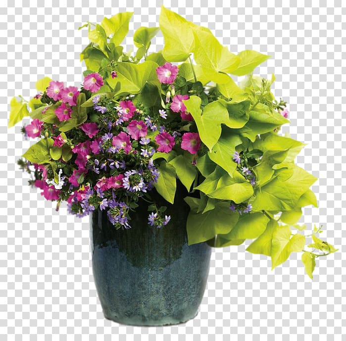 Flowerpot Scaevola aemula Container garden Floral design Shipping container, flower transparent background PNG clipart