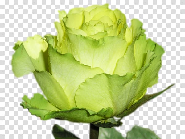 Garden roses Green Ornamental plant Hybrid tea rose, rose transparent background PNG clipart