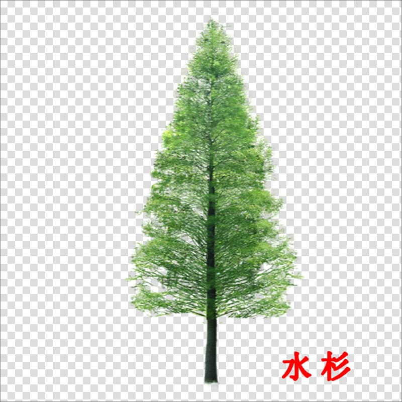 metasequoia transparent background PNG clipart