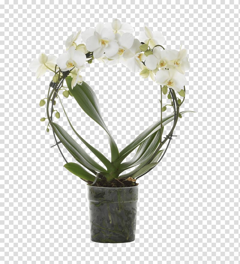 Moth orchids Flower Floral design Floriculture, simple unique flower pots transparent background PNG clipart