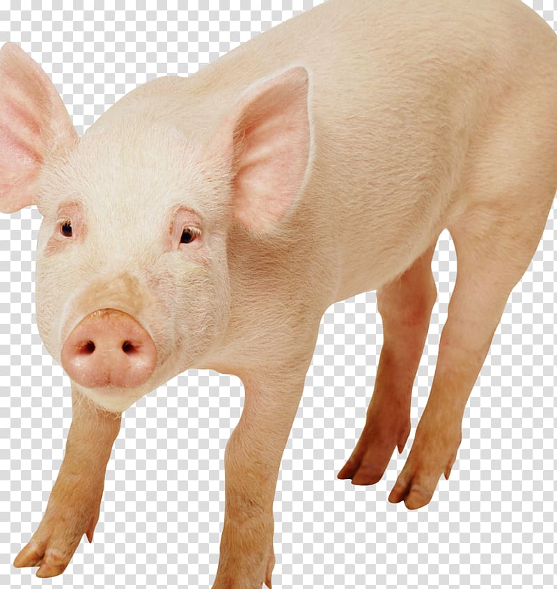 Domestic pig Pig\'s ear Snout Live, piglet transparent background PNG clipart