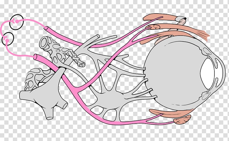 Oculomotor nerve palsy Cranial nerves Extraocular muscles, nerve transparent background PNG clipart