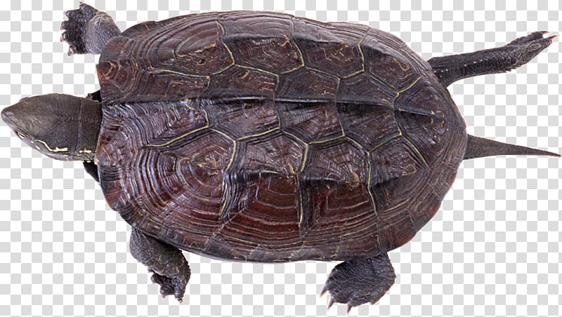 Common snapping turtle Reptile Box turtles Tortoise, tortuga transparent background PNG clipart