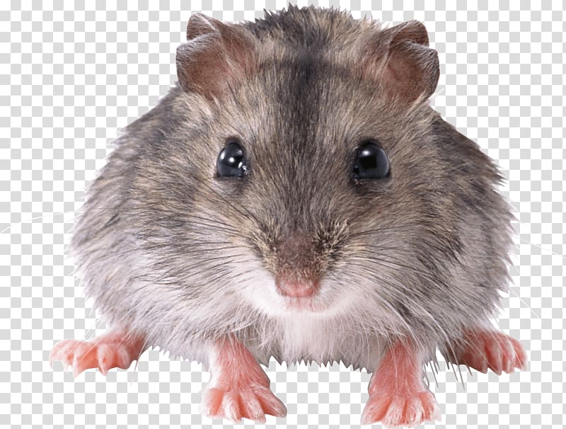 Mouse Rat , Mouse Rat transparent background PNG clipart
